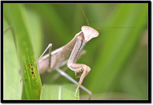 용맹하기 이를 데 없는 것 같은 사마귀. 